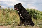 CANE CORSO 890